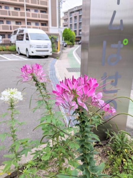 ぱせり花日記 その９ グループホームぱせり